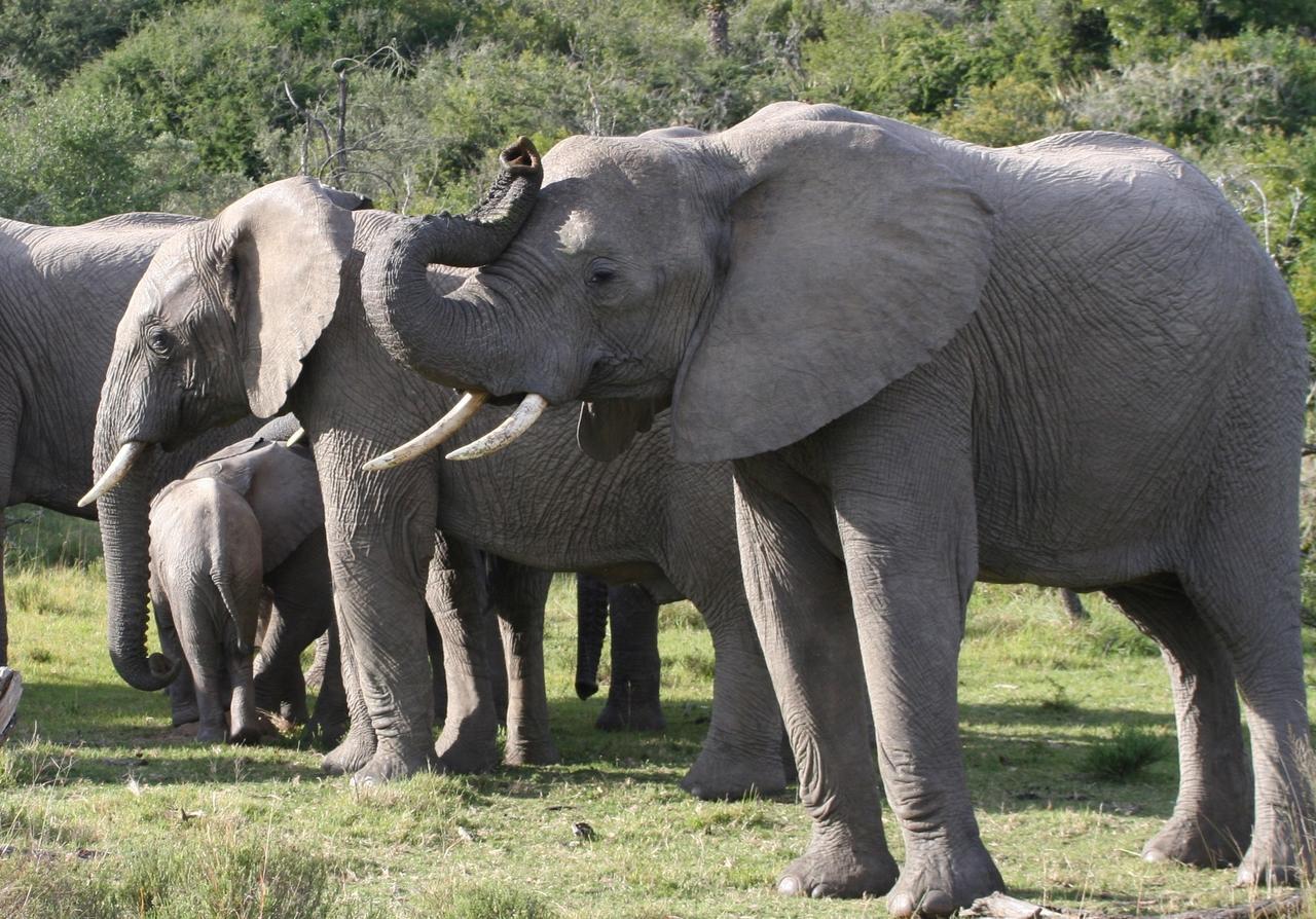 Lalibela Game Reserve Mark'S Camp Grahamstown Exterior foto