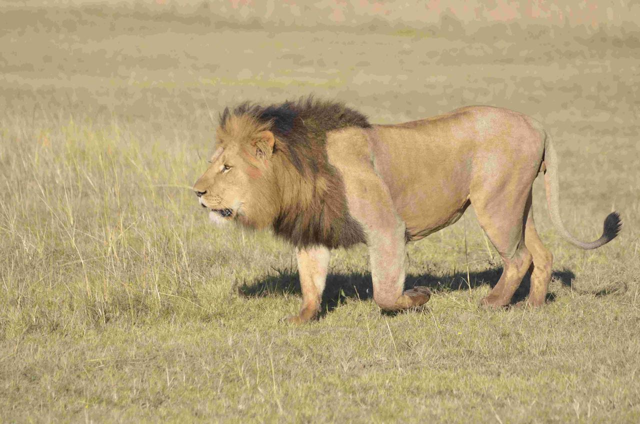 Lalibela Game Reserve Mark'S Camp Grahamstown Exterior foto