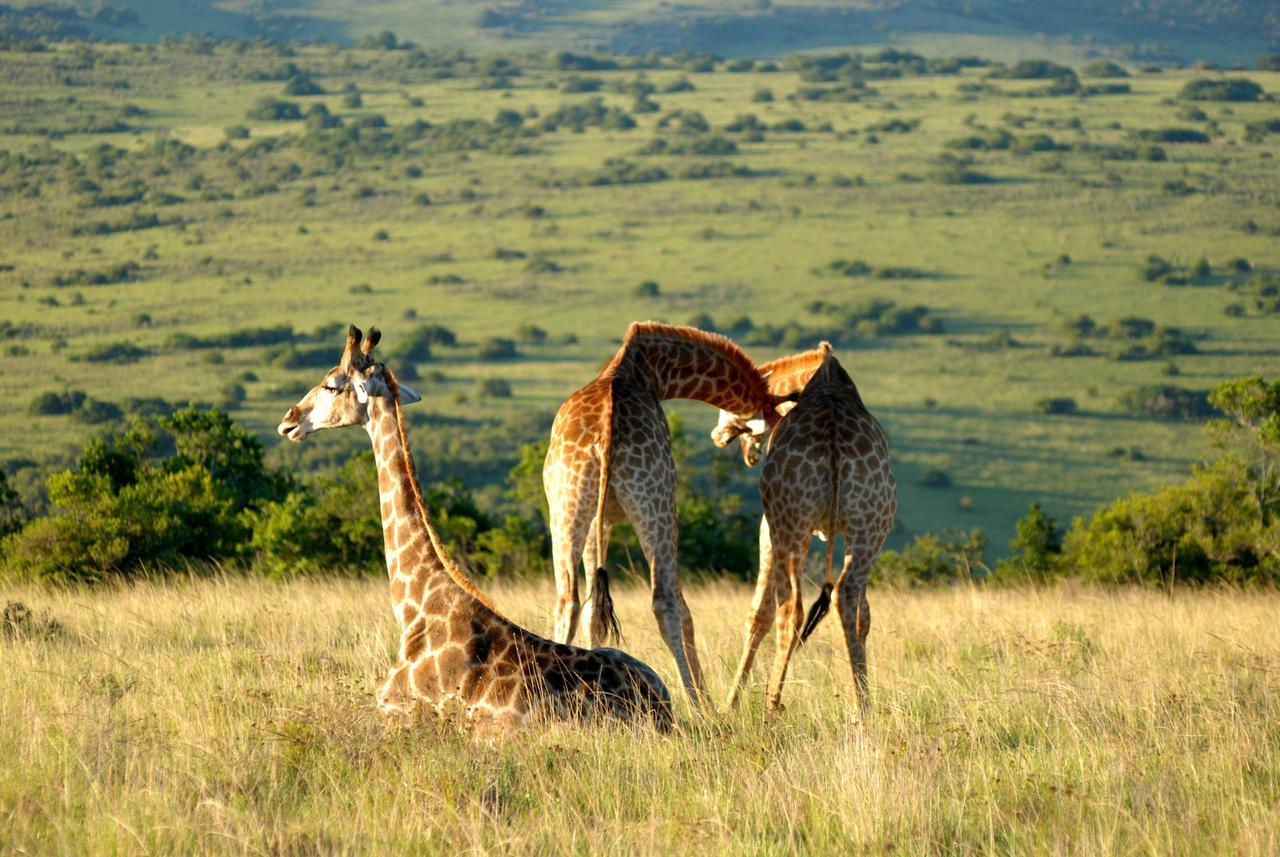 Lalibela Game Reserve Mark'S Camp Grahamstown Exterior foto