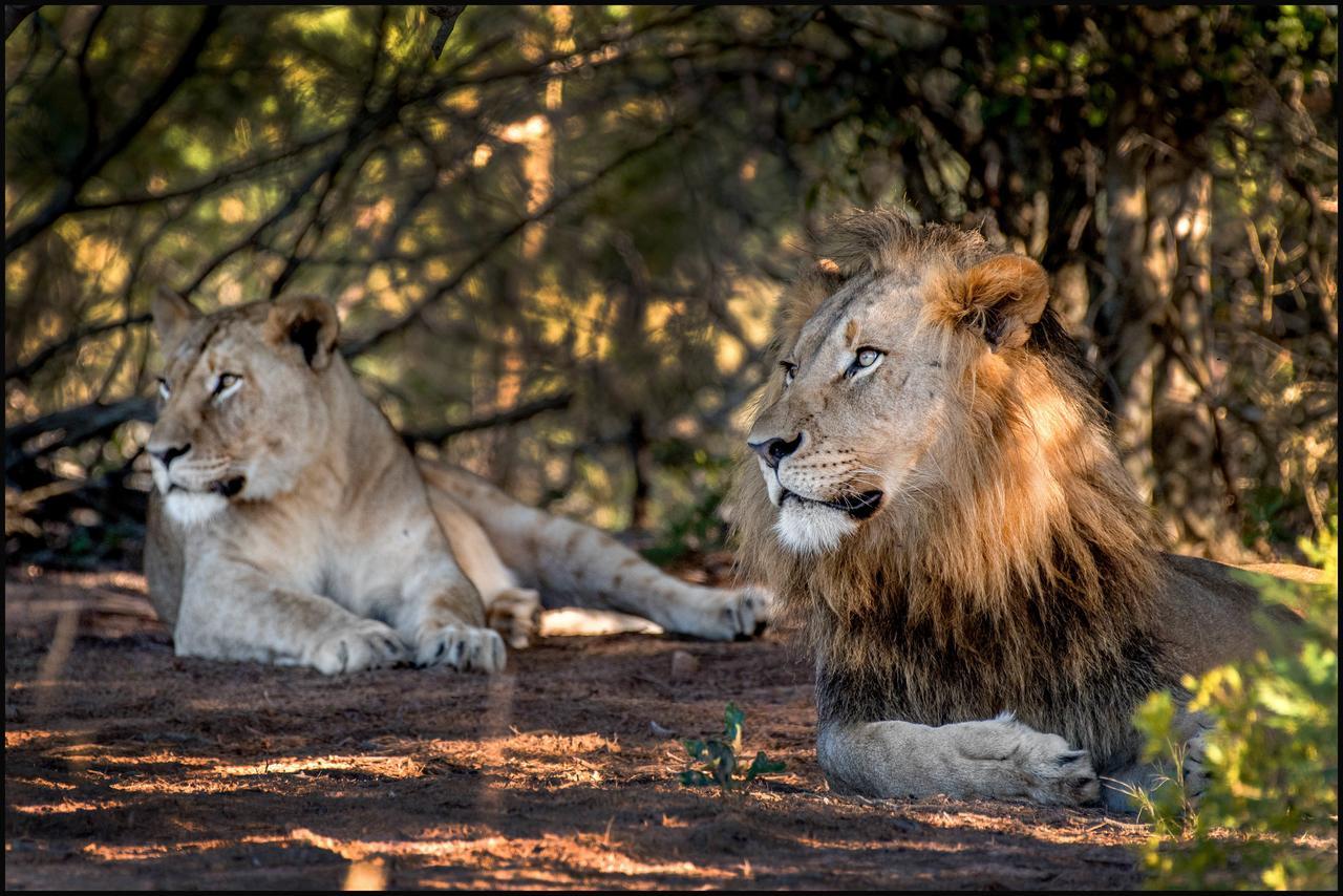 Lalibela Game Reserve Mark'S Camp Grahamstown Exterior foto