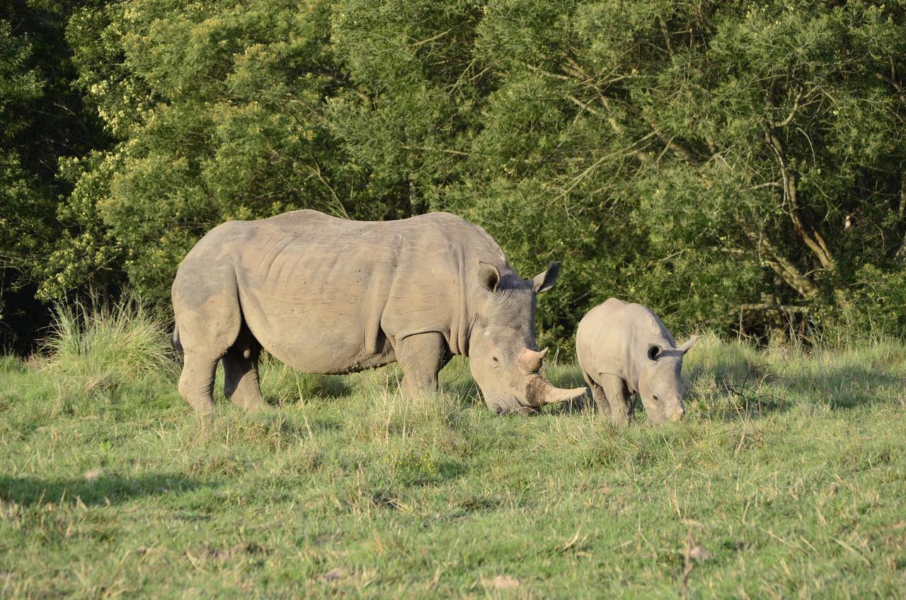 Lalibela Game Reserve Mark'S Camp Grahamstown Exterior foto