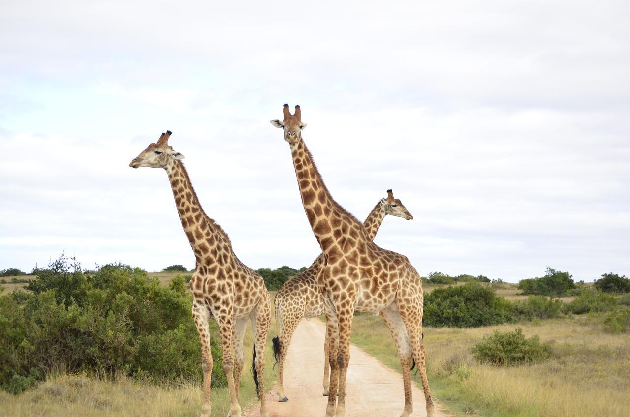 Lalibela Game Reserve Mark'S Camp Grahamstown Exterior foto