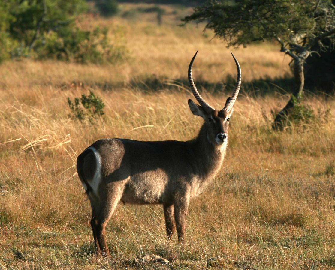 Lalibela Game Reserve Mark'S Camp Grahamstown Exterior foto